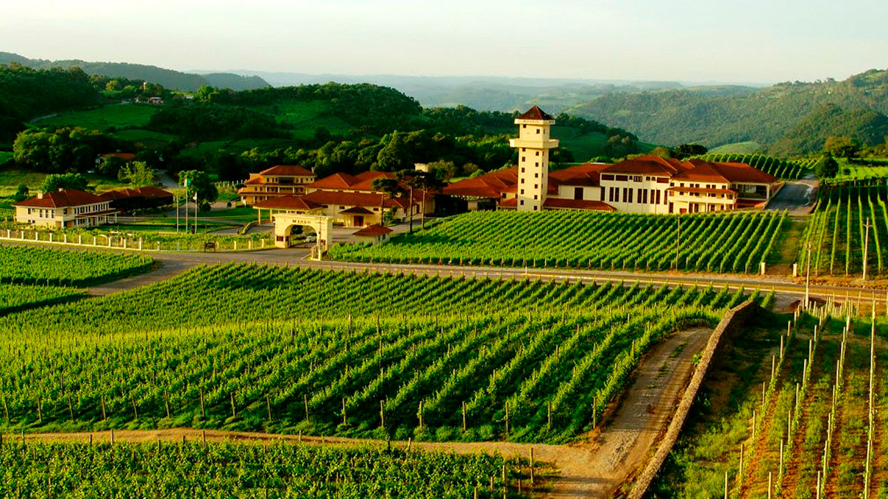 Tour Vinhedos + Vinícolas Casa Valduga e Miolo