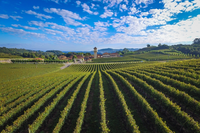 Tour Esperienza del Vino - 3 Vinícolas e Almoço Italiano