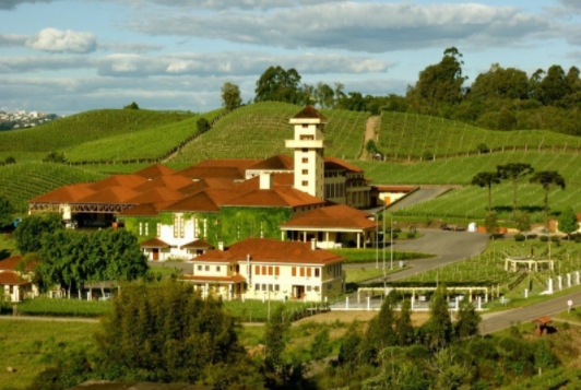 Tour Vinhedos + Vinícolas Casa Valduga e Miolo