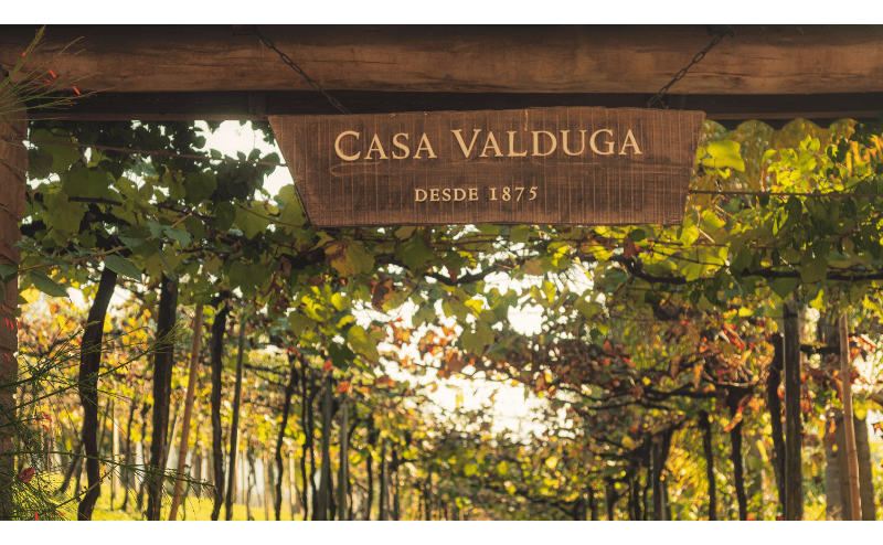 Tour Vinhedos + Vinícolas Casa Valduga e Miolo